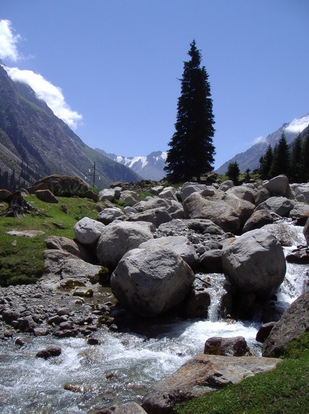 в царстві цикад